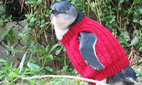 Description:[-]Little[-]penguins[-]kitted[-]out[-]in[-]jumpers[-]on[-]Phillip[-]Island[-]in[-]Victoria.[-]